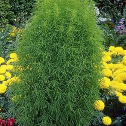 Kochia Childsii