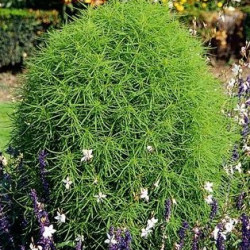 Kochia Tricophylla