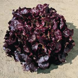 Feuille Chêne Gourmandine