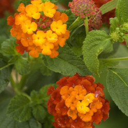 Lantana Camara Colibri