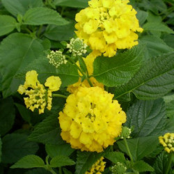 Lantana Camara Goldsonne