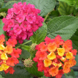 Lantana Camara Ingelsheim