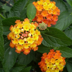 Lantana Camara Ortenburg Castle