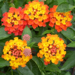 Lantana Camara Professeur Raoux