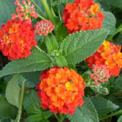 Lantana Camara Rouge de Corse