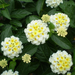 Lantana Camara Snow White