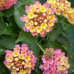 Lantana Camara Sonja