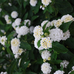 Lantana Montevidensis Blanc