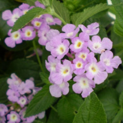Lantana Montevidensis Bleu