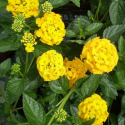 Lantana Montevidensis Jaune