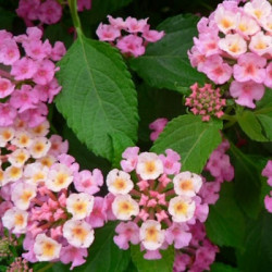Lantana Rose