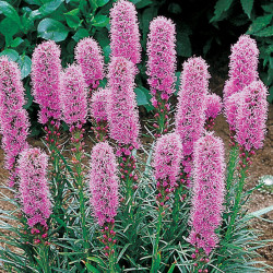 Liatris Spicata Kobold Violet