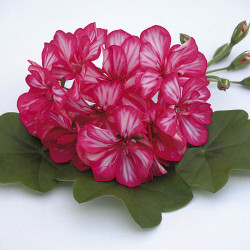 Lierre Double Magenta Bicolore