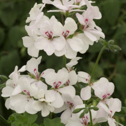 Lierre Simple Blizzard/Pellino Blanc