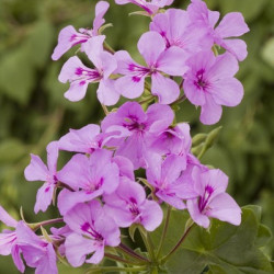 Lierre Sple Blizzard/Pellino Mauve