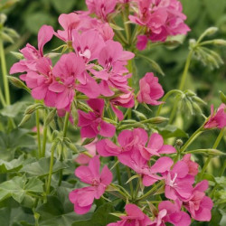 Lierre Simple Blizzard/Pellino Rose Foncé