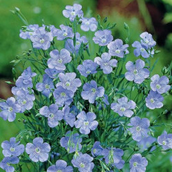 Lin Grandiflora Blue