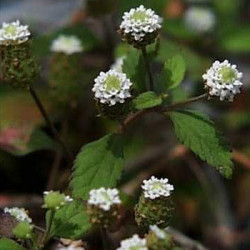 Lippia Dulcis Colada