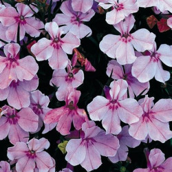 Lobélia Erinus Riviera Lilac