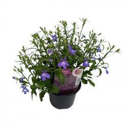 Lobélia Pendula Blanc