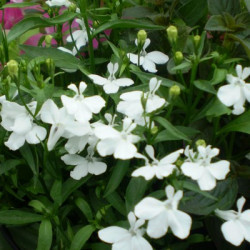 Lobélia Richardii Hot White
