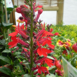 Lobélia Spéciosa Fan Rouge