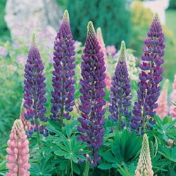 Lupin Gallery Blue