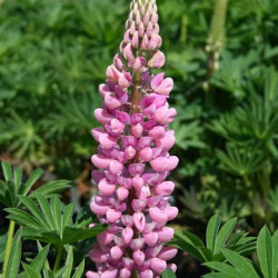 Lupin Gallery Pink