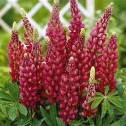 Lupin Gallery Red