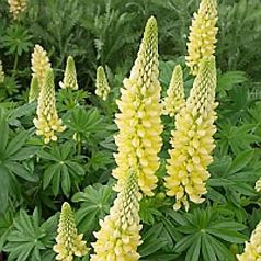 Lupin Gallery Yellow