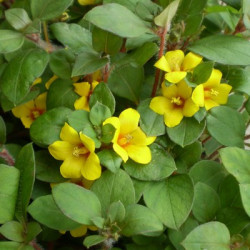 Lysimachia Congestifolia Jaune