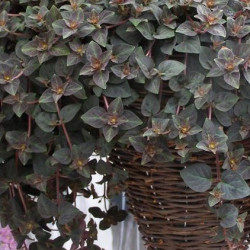 Lysimachia Midnight Sun