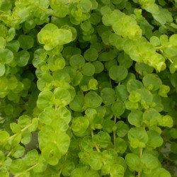 Lysimachia Nummularia Goldilocks