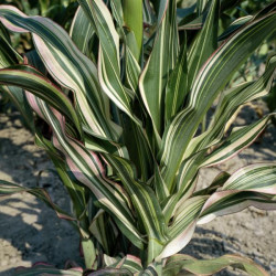 Mais Ornemental Japonica