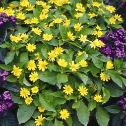 Mélanpodium Showstar Jaune