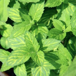 Menthe Gingembre