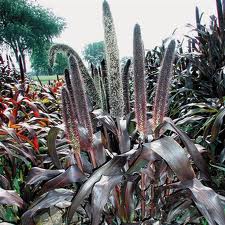 Millet Ornemental Purple Baron