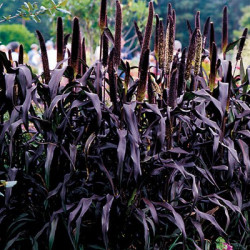Millet Ornemental Purple Majesty