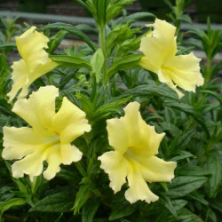 Mimulus Auriantiacus Jaune