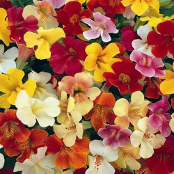 Mimulus Magic Mélange