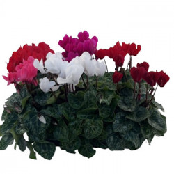 Mini Cyclamen