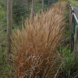 Miscanthus Sinensis Adagio