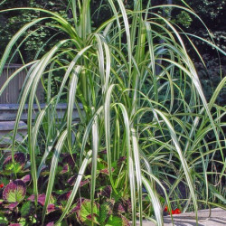 Miscanthus Cabaret