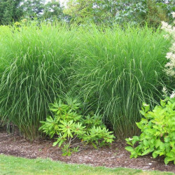 Miscanthus Gracillimus