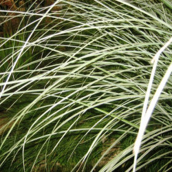 Miscanthus s. Morning Light