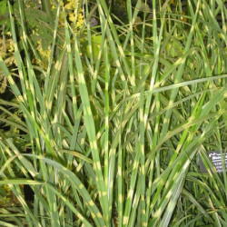 Miscanthus Sinensis Strictus