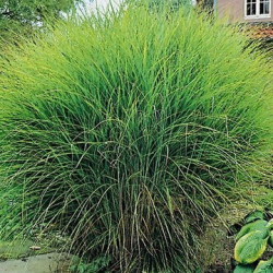 Miscanthus Sinensis