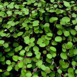 Muehlenbeckia Sealand Compact