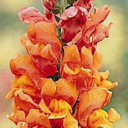 Muflier Haut Rocket Bronze Orange