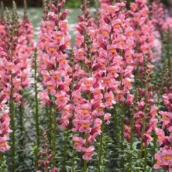 Muflier Haut Rocket Rose Vif